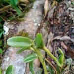 Epidendrum rigidum ഇല