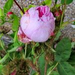 Rosa × centifolia