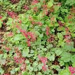 Heuchera sanguinea ফুল