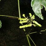 Serjania membranacea Плод