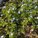 Veronica persica Flower