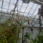 Pelargonium carnosum Blomma