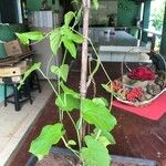 Aristolochia macrophyllaMuu