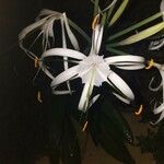 Hymenocallis tubiflora Квітка