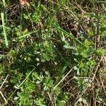 Galium mollugo Агульны выгляд