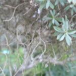 Diospyros pubescens পাতা