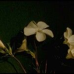 Linanthus dichotomus Habit