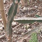 Euphorbia triangularis Leaf