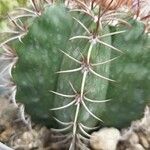 Melocactus matanzanus Blatt