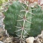 Melocactus matanzanus 葉