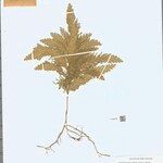 Selaginella parkeri Hoja