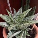 Aloe variegata Φύλλο