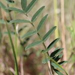 Onobrychis arenaria Blatt