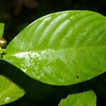 Psychotria racemosa Deilen