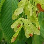 Acer carpinifolium Ovoce