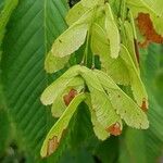 Acer carpinifolium Плід