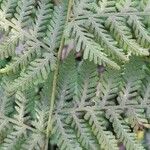 Pteridium arachnoideum ഇല