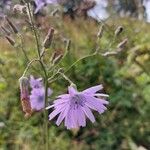 Lactuca macrophylla Flor