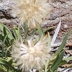 Stenotus acaulis Fruto