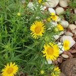 Inula ensifolia Flower