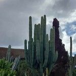 Pachycereus pringlei Habit