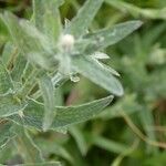 Artemisia ludoviciana പുഷ്പം