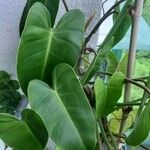 Philodendron hederaceum  var kirkbrideiLeaf