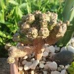 Euphorbia pseudoglobosa Cvet