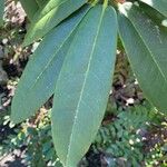 Rhododendron arboreum Листок