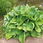 Hosta plantaginea Ліст