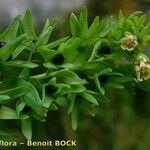 Cerinthe glabra Otro