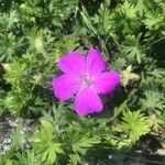 Geranium sanguineumBlomst