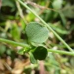 Drymaria cordata Leaf