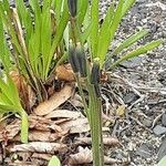 Tulipa turkestanica Fruto