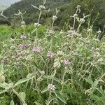 Phlomis purpurea Hábito