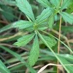 Potentilla erecta Лист