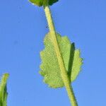 Draba muralis Leaf