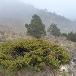 Juniperus monticola Агульны выгляд