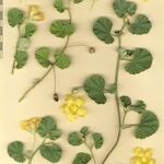 Malvella leprosa Other