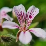 Pelargonium echinatum Blomst