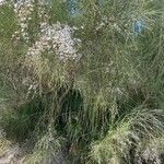 Retama monosperma 整株植物