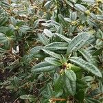 Berberis julianae 形态