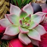 Echeveria agavoides Feuille