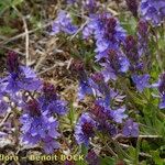 Veronica satureiifolia आदत