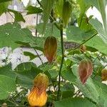 Abutilon pictum 花