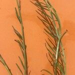 Sesamoides purpurascens 葉
