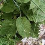 Crambe strigosa Leaf