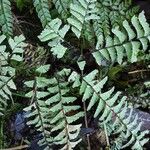 Adiantum pedatum Vekstform