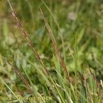 Nardus stricta Хабит