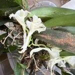 Rodriguezia bracteata Flor